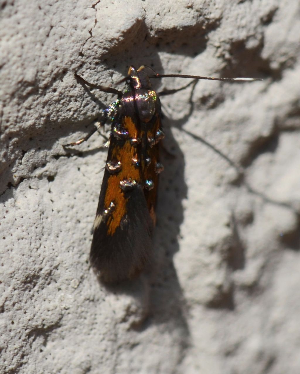 Insetto da identificare - Pancalia cf. leuwenhoekella